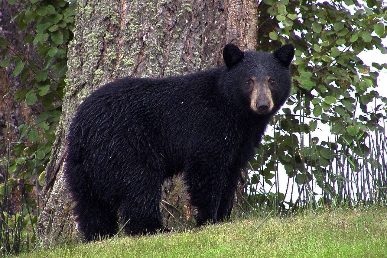 black-bear-50293_1280.jpg