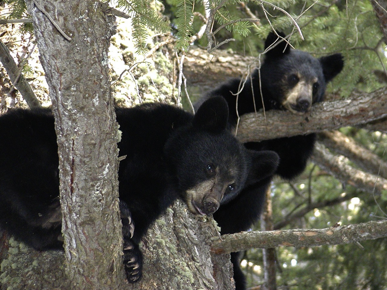 bear-cubs-50137_1280.jpg