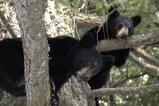 Image for Exploring the Wildlife of the Smokies: What to Expect in The Great Smoky Mountains