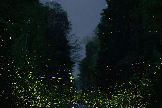 Image for Synchronous Fireflies in the Smoky Mountains National Park: A Magical Natural Phenomenon